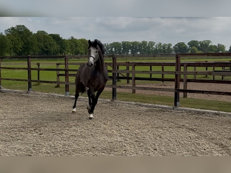 KWPN Gelding 3 years 16,1 hh Gray in Zieuwent