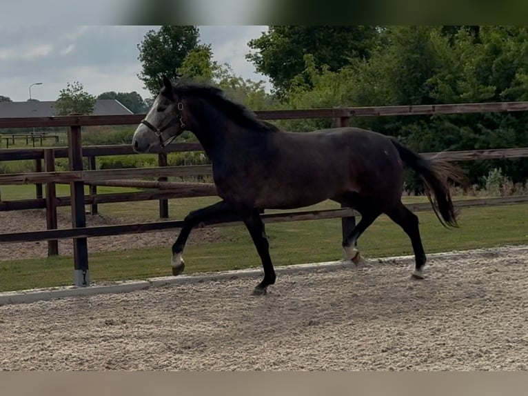 KWPN Gelding 3 years 16,1 hh Gray in Zieuwent