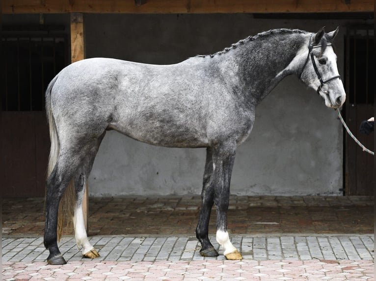 KWPN Gelding 3 years 16,1 hh Grey-Dapple in Békéscsaba