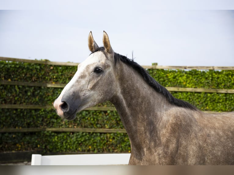 KWPN Gelding 3 years 16,1 hh Grey in Waddinxveen