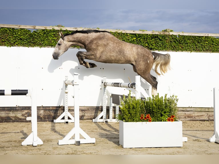 KWPN Gelding 3 years 16,1 hh Grey in Waddinxveen
