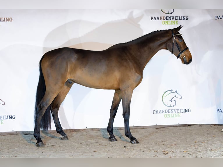 KWPN Gelding 3 years 16,2 hh Bay-Dark in Heerde