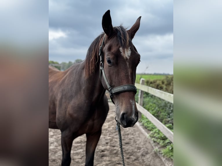 KWPN Gelding 3 years 16,2 hh Bay-Dark in Uithoorn