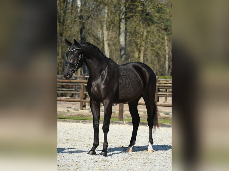 KWPN Gelding 3 years 16,2 hh Black in Loon op Zand