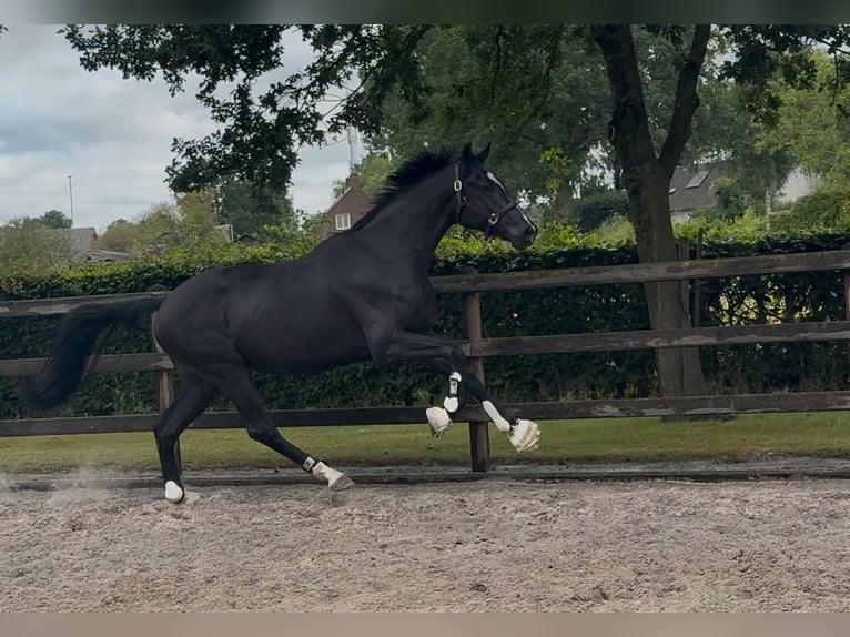 KWPN Gelding 3 years 16,2 hh Black in Moergestel
