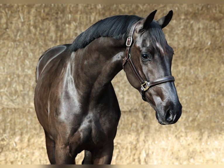 KWPN Gelding 3 years 16,2 hh Black in Moergestel