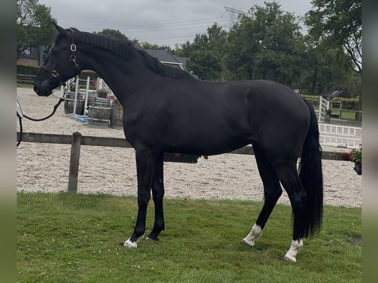 KWPN Gelding 3 years 16,2 hh Black in Moergestel