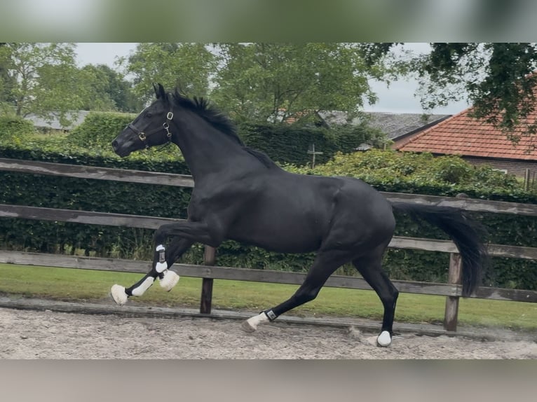 KWPN Gelding 3 years 16,2 hh Black in Moergestel