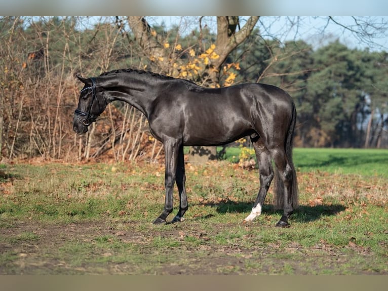 KWPN Gelding 3 years 16,2 hh Black in Peer