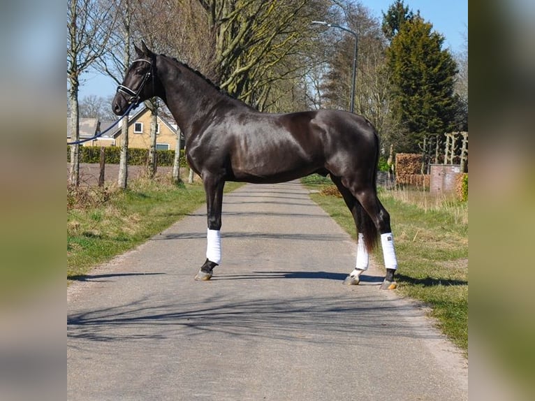 KWPN Gelding 3 years 16,2 hh Black in Prinsenbeek
