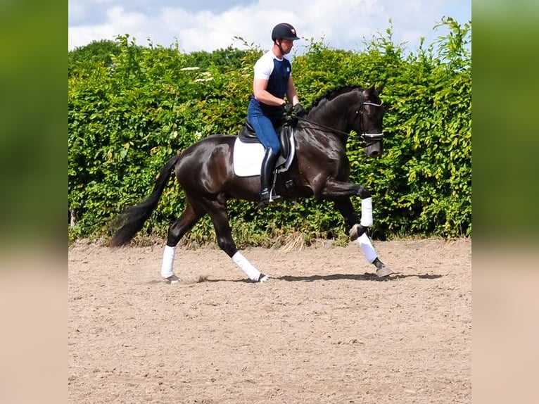 KWPN Gelding 3 years 16,2 hh Black in Prinsenbeek