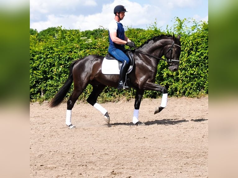 KWPN Gelding 3 years 16,2 hh Black in Prinsenbeek