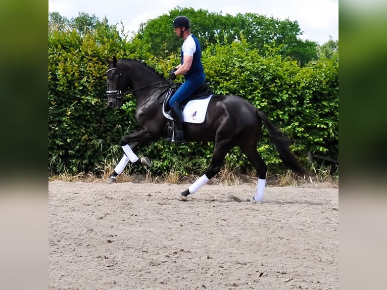 KWPN Gelding 3 years 16,2 hh Black in Prinsenbeek
