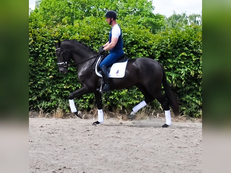 KWPN Gelding 3 years 16,2 hh Black in Prinsenbeek
