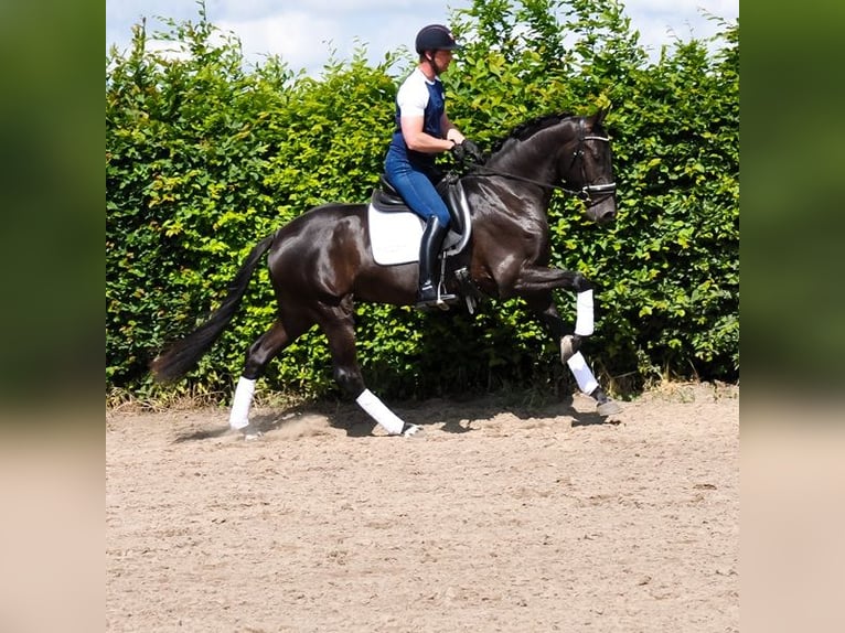 KWPN Gelding 3 years 16,2 hh Black in Prinsenbeek