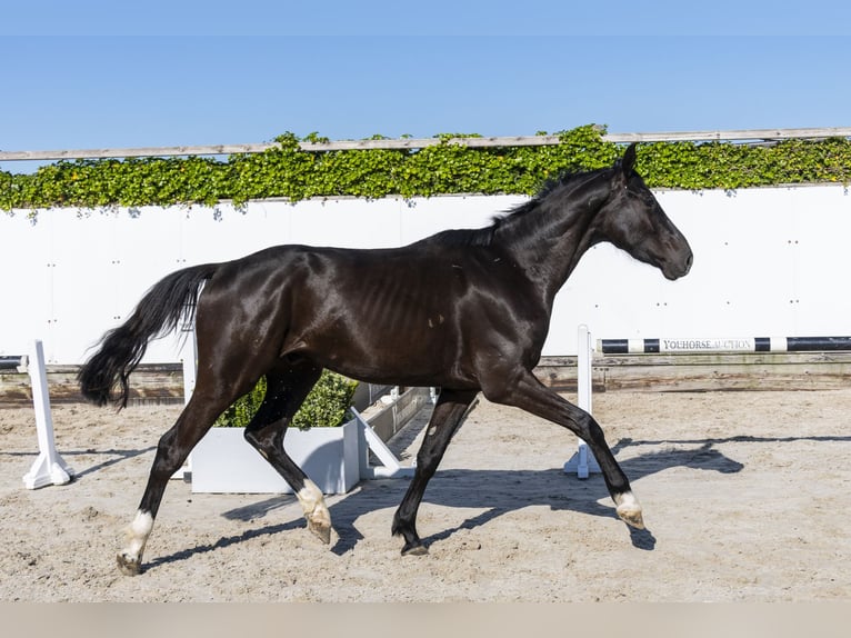 KWPN Gelding 3 years 16,2 hh Black in Waddinxveen