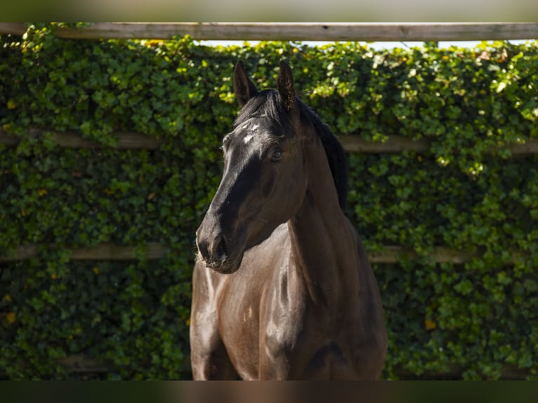 KWPN Gelding 3 years 16,2 hh Black in Waddinxveen