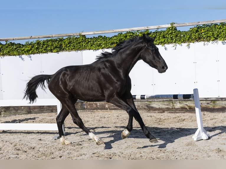 KWPN Gelding 3 years 16,2 hh Black in Waddinxveen