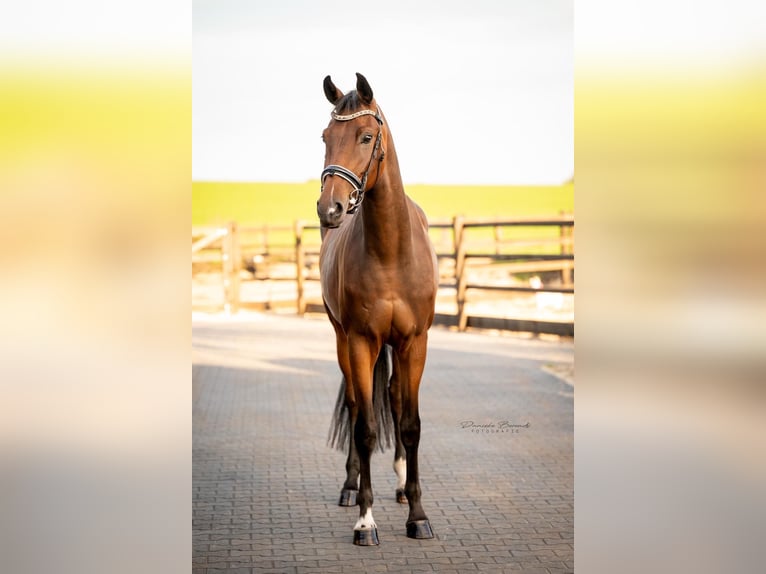 KWPN Gelding 3 years 16,2 hh Brown in Hellendoorn
