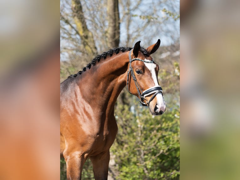 KWPN Gelding 3 years 16,2 hh Brown in Oosterhout