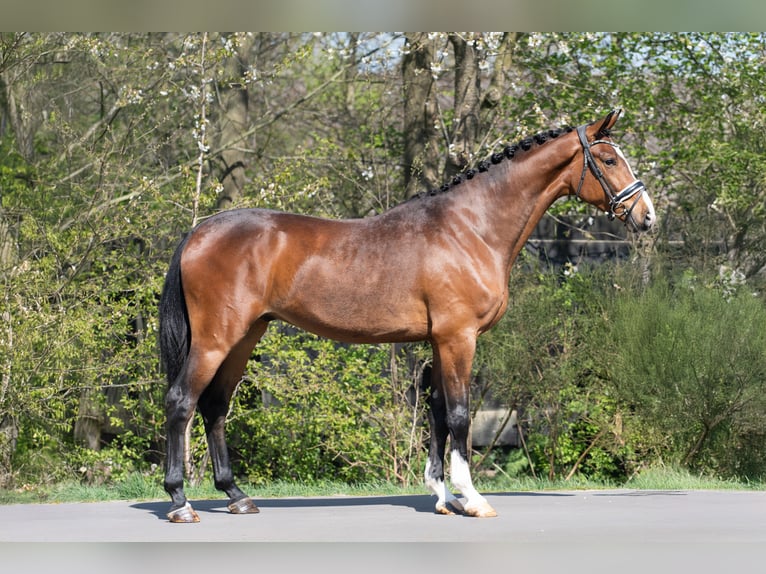 KWPN Gelding 3 years 16,2 hh Brown in Oosterhout