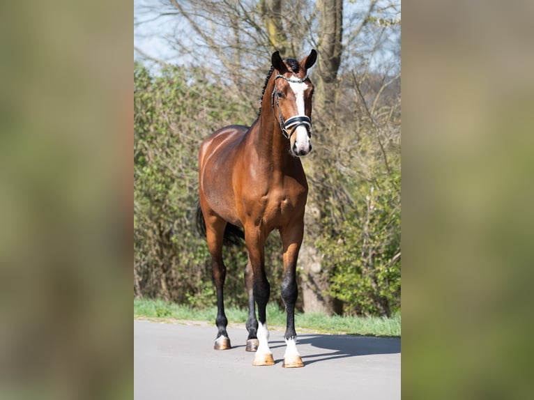 KWPN Gelding 3 years 16,2 hh Brown in Oosterhout