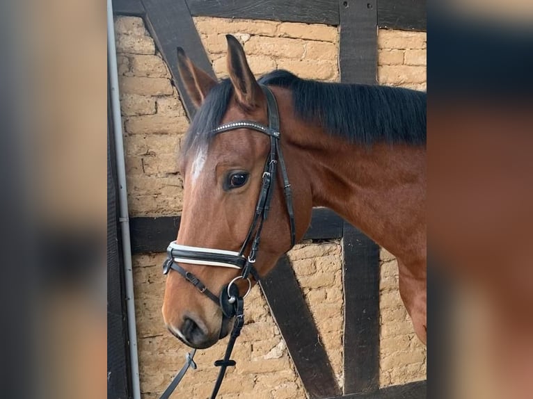 KWPN Gelding 3 years 16,2 hh Brown in Elze