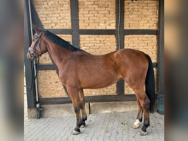 KWPN Gelding 3 years 16,2 hh Brown in Elze
