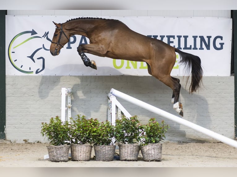 KWPN Gelding 3 years 16,2 hh Brown in Heerde