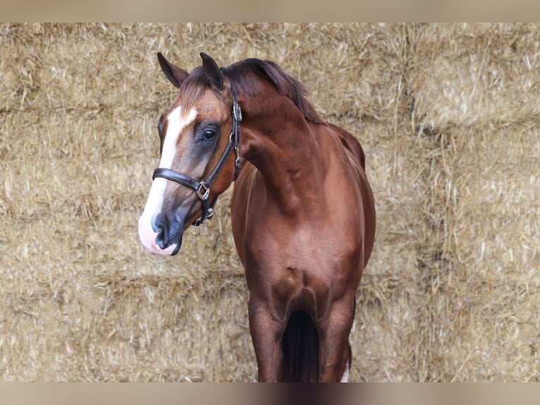 KWPN Gelding 3 years 16,2 hh Chestnut in Moergestel