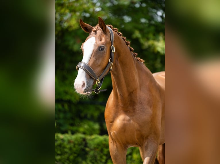 KWPN Gelding 3 years 16,2 hh Chestnut in Nietap