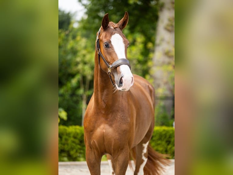 KWPN Gelding 3 years 16,2 hh Chestnut in Nietap