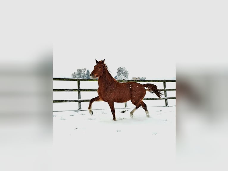 KWPN Gelding 3 years 16,2 hh Chestnut-Red in Weesp