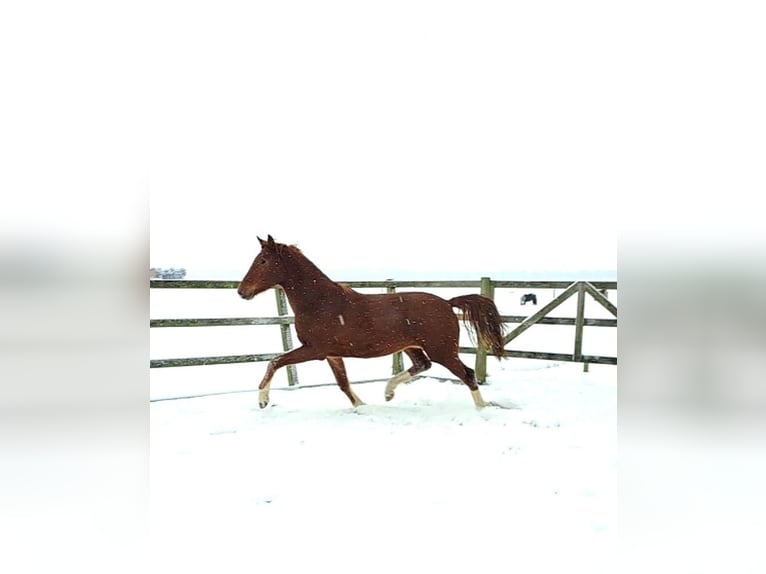 KWPN Gelding 3 years 16,2 hh Chestnut-Red in Weesp