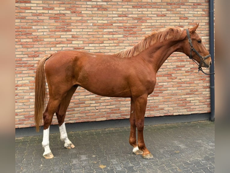 KWPN Gelding 3 years 16,2 hh Chestnut-Red in Murska Soboda