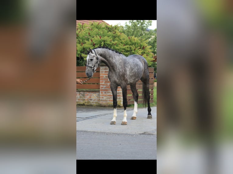 KWPN Gelding 3 years 16,2 hh Grey in Sankt Johann