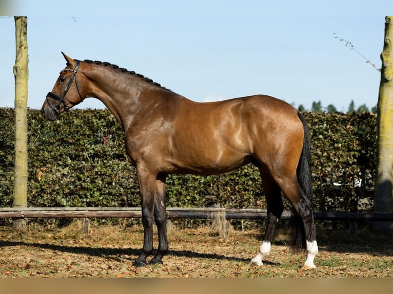 KWPN Gelding 3 years 16,3 hh Brown in Leende