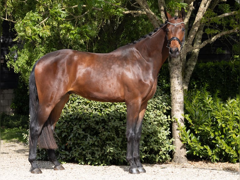 KWPN Gelding 3 years 16,3 hh Brown in Groot-Ammers