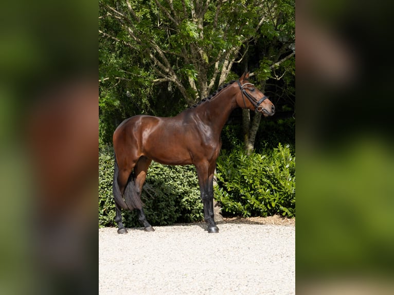 KWPN Gelding 3 years 16,3 hh Brown in Groot-Ammers