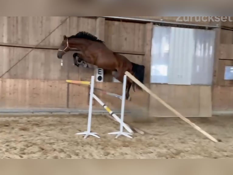 KWPN Gelding 3 years 17.1 hh Brown in Schömberg