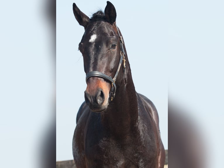 KWPN Gelding 3 years 17 hh Bay-Dark in Driebruggen