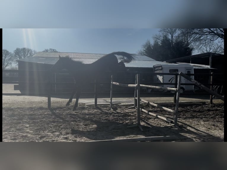 KWPN Gelding 3 years 17 hh Bay-Dark in Helmond