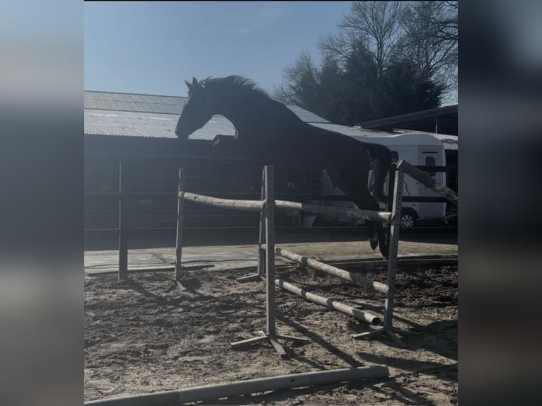 KWPN Gelding 3 years 17 hh Bay-Dark in Helmond