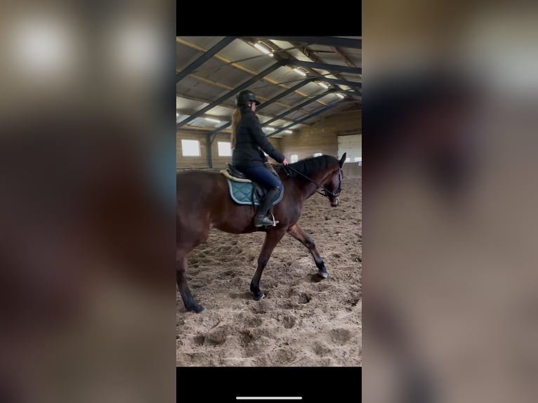 KWPN Gelding 3 years 17 hh Bay-Dark in Venhorst