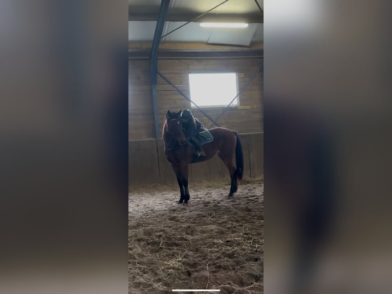 KWPN Gelding 3 years 17 hh Bay-Dark in Venhorst