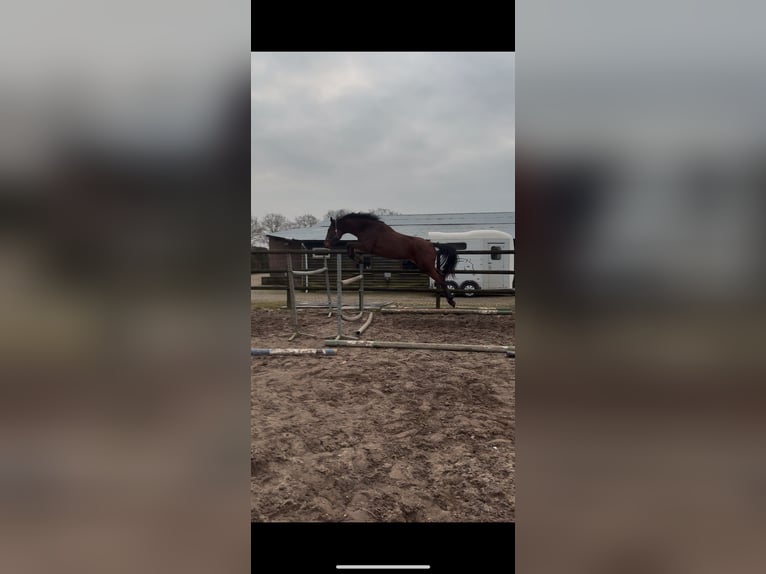 KWPN Gelding 3 years 17 hh Bay-Dark in Venhorst