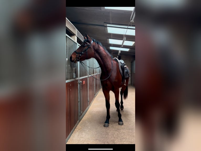 KWPN Gelding 3 years 17 hh Bay-Dark in Venhorst