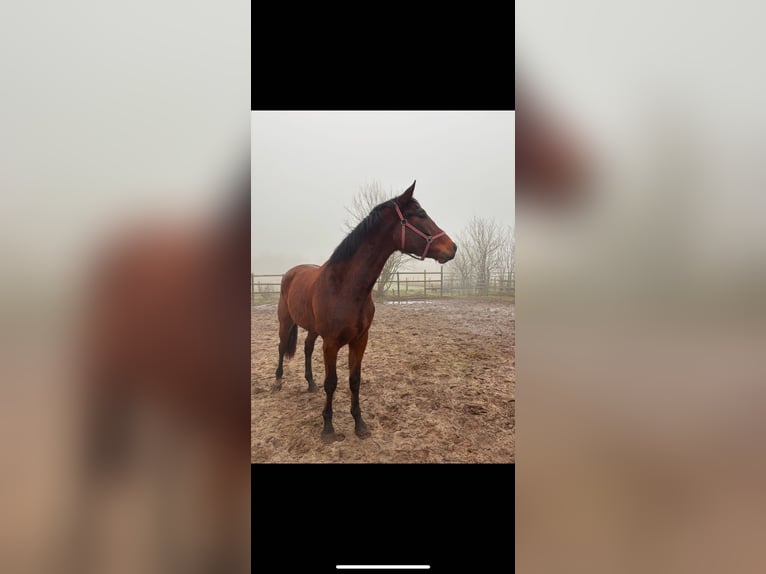 KWPN Gelding 3 years 17 hh Bay-Dark in Venhorst