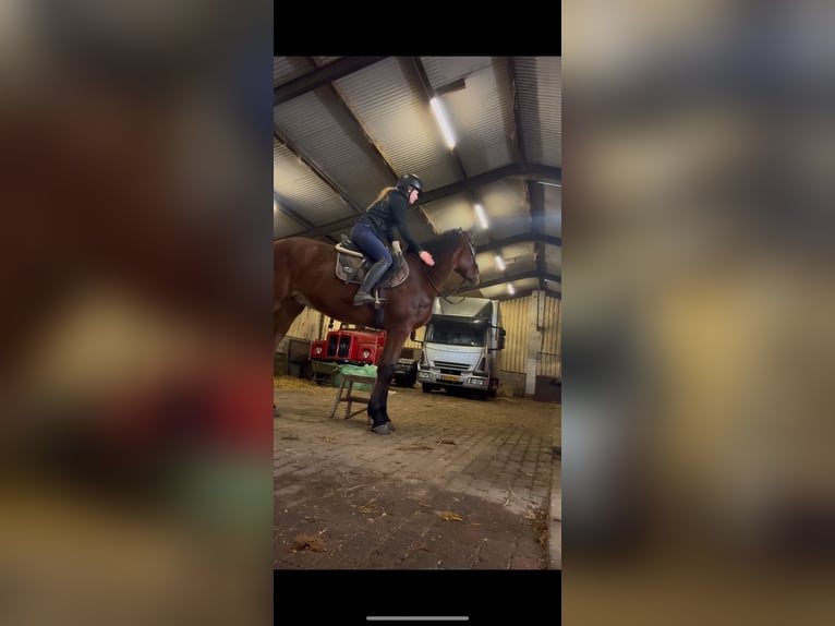 KWPN Gelding 3 years 17 hh Bay-Dark in Venhorst