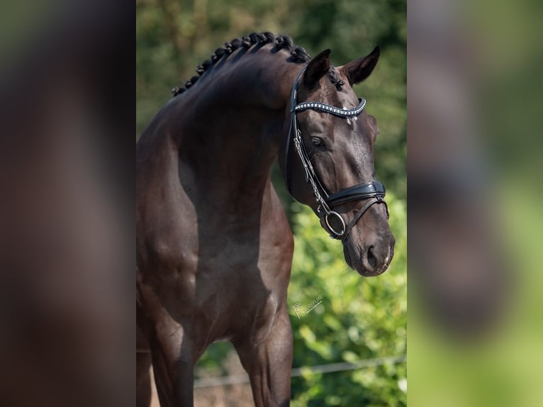 KWPN Gelding 3 years 17 hh Black in Weert